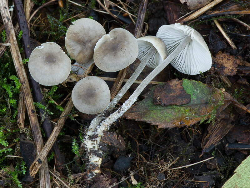 Mycenella trachyspora